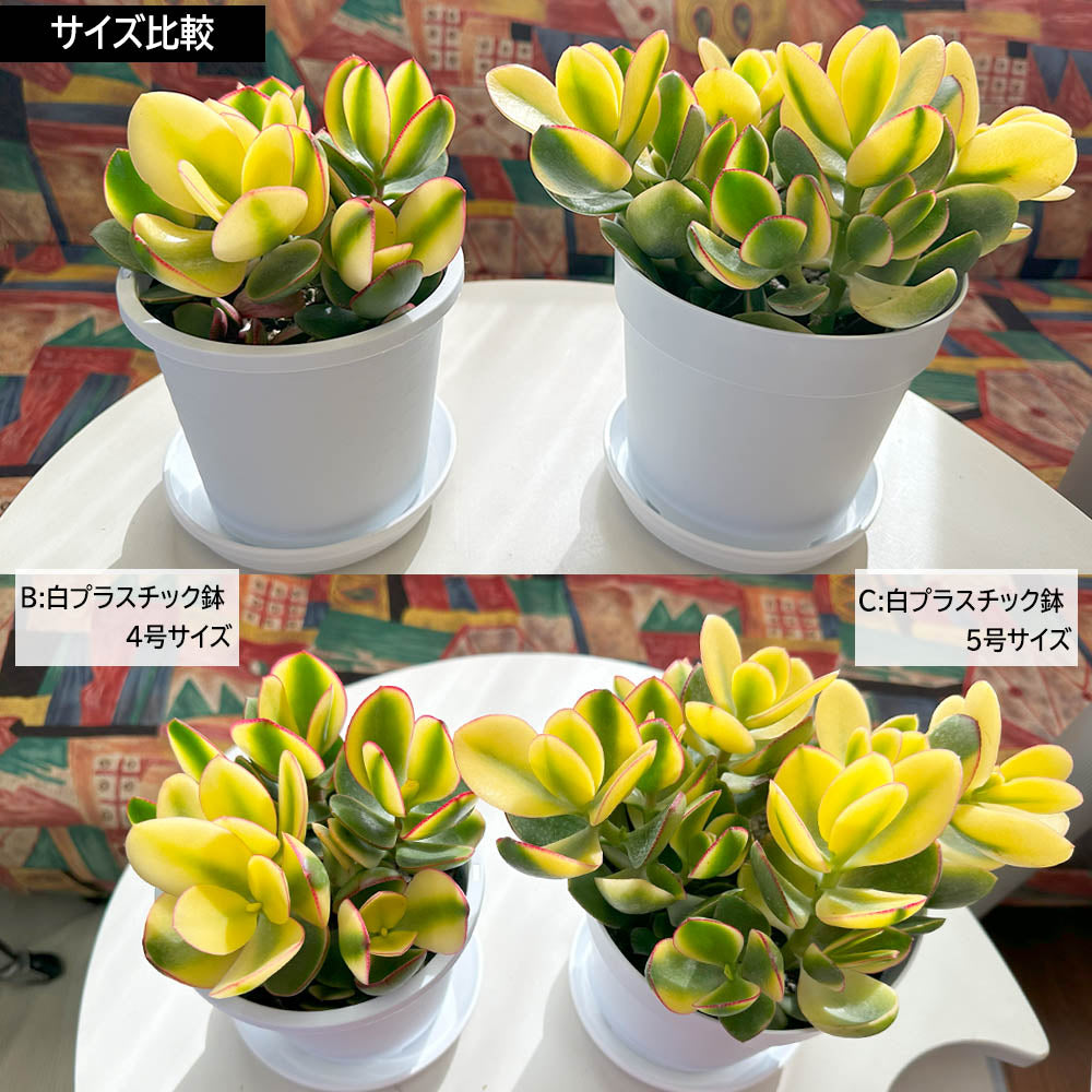 宝石のような観葉植物のお店 【Jewelry Plant】 金のなる木 斑入り 白プラスチック鉢 ４号 黄金花月 成金草 花月 多肉植物 –  Jewelry Plant online