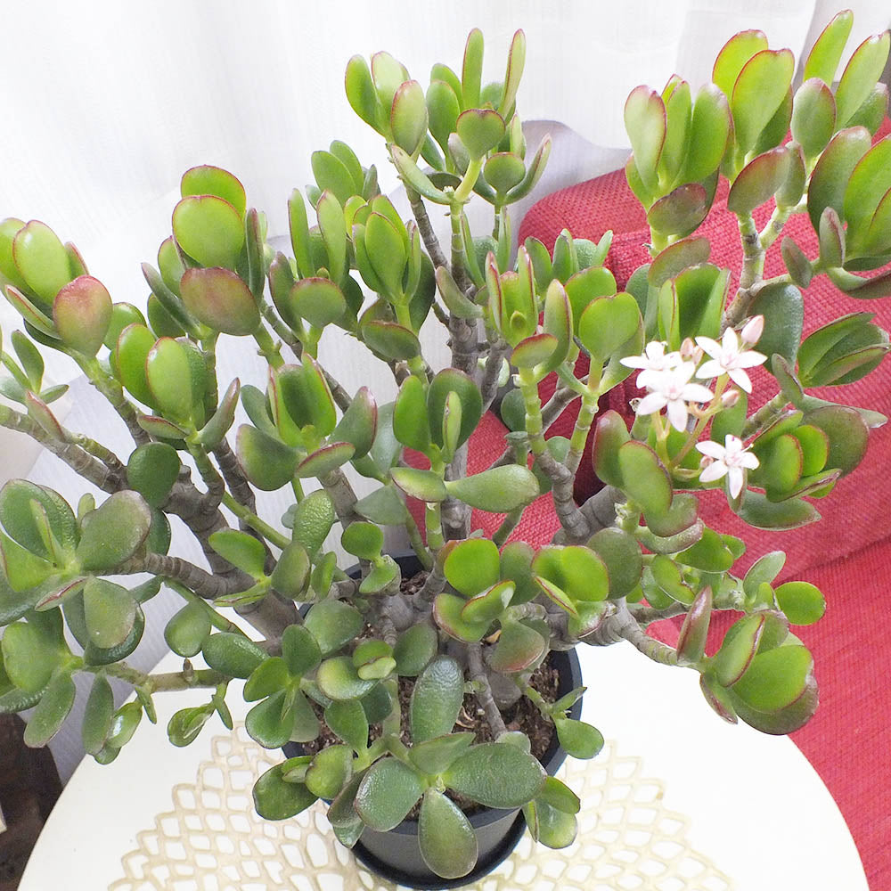 宝石のような観葉植物のお店 【Jewelry Plant】 金のなる木 5号 黒