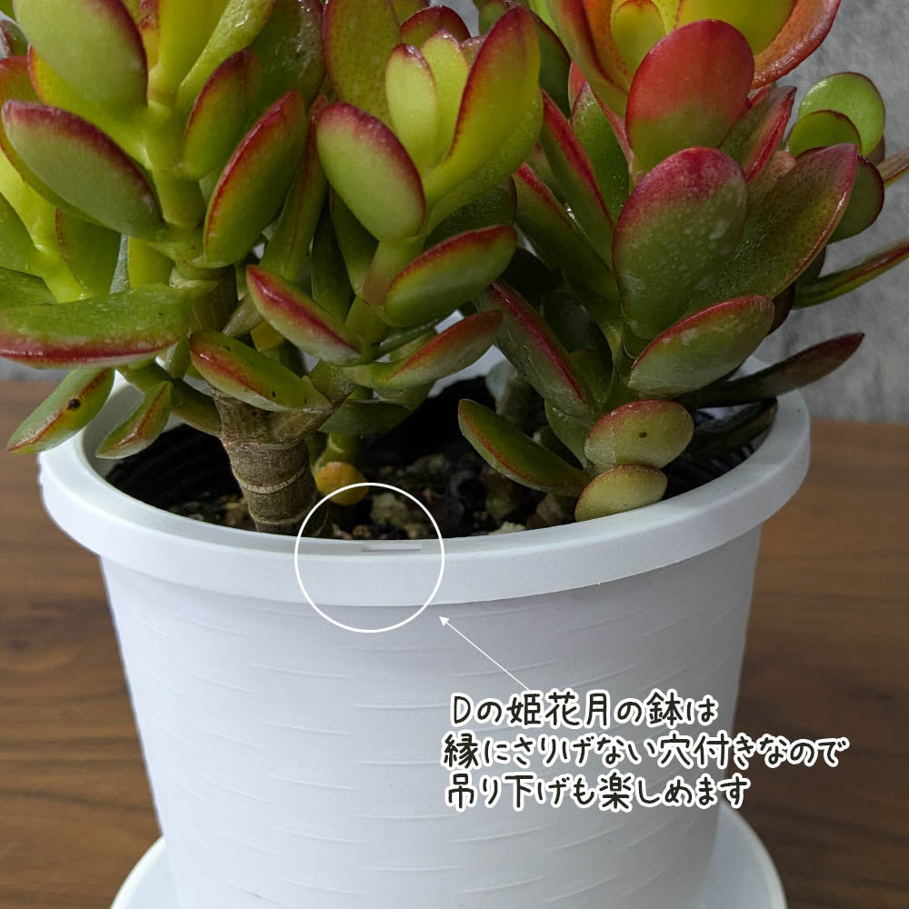 金のなる木 斑入り 選べるサイズ 4号 5号 選べる鉢 プラスチック鉢 陶器鉢 黄金花月 [白4白3]