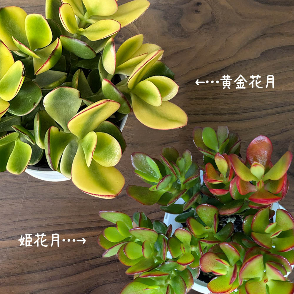 金のなる木 斑入り 選べるサイズ 4号 5号 選べる鉢 プラスチック鉢 陶器鉢 黄金花月 [白4白3]