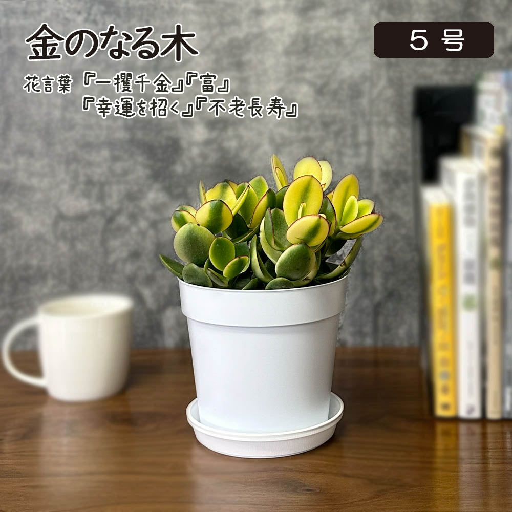 金のなる木 斑入り 選べるサイズ 4号 5号 選べる鉢 プラスチック鉢 陶器鉢 黄金花月 [白4白3]