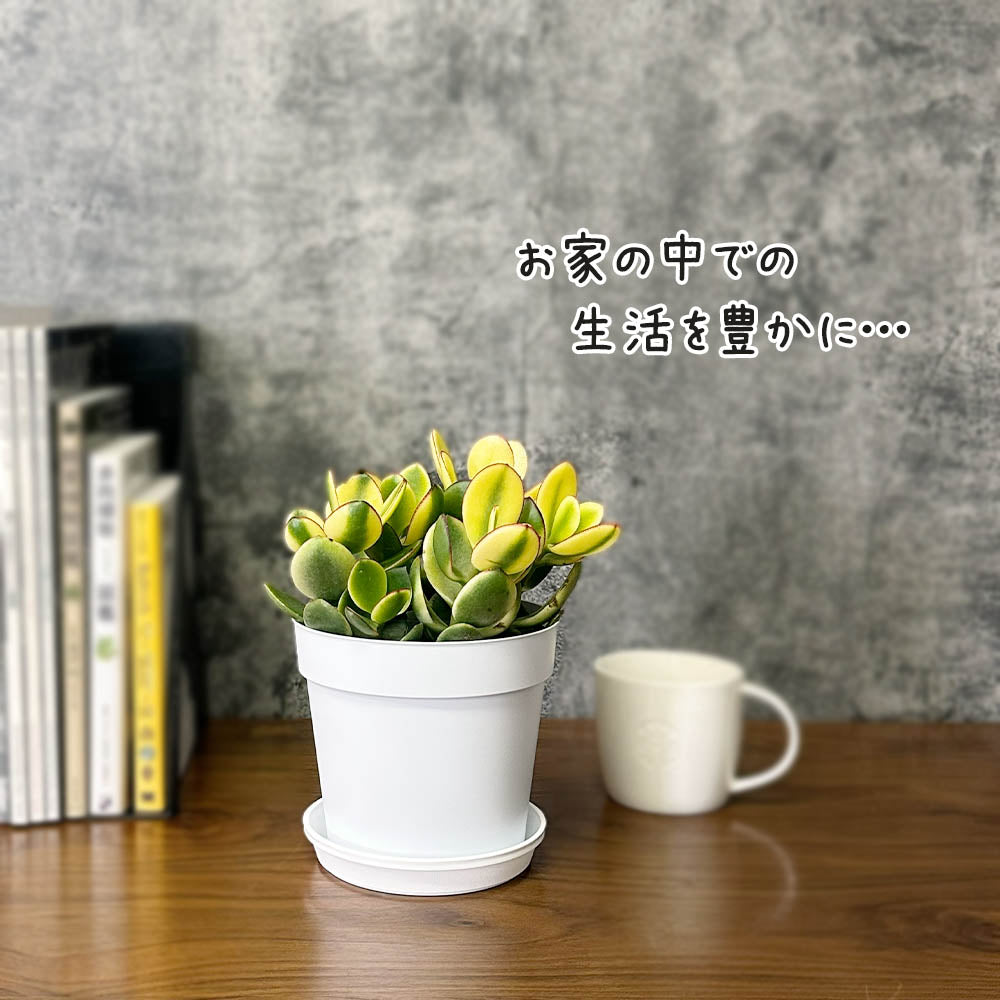 金のなる木 斑入り 選べるサイズ 4号 5号 選べる鉢 プラスチック鉢 陶器鉢 黄金花月 [白4白3]