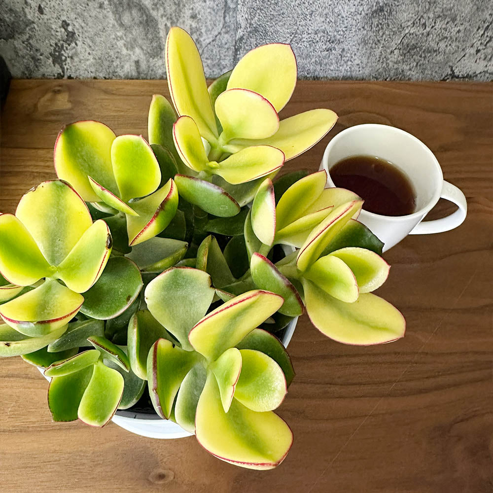 金のなる木 斑入り 選べるサイズ 4号 5号 選べる鉢 プラスチック鉢 陶器鉢 黄金花月 [白4白3]