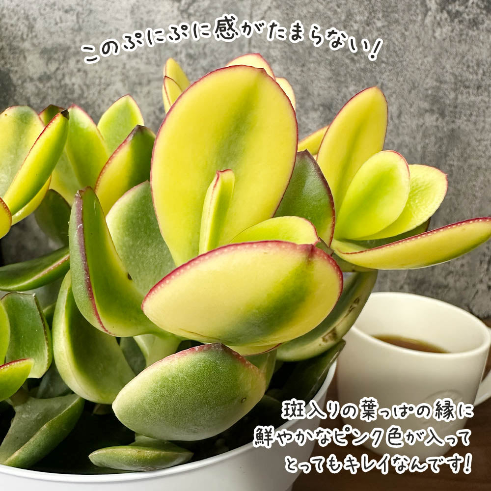 宝石のような観葉植物のお店 【Jewelry Plant】 金のなる木 斑入り 白