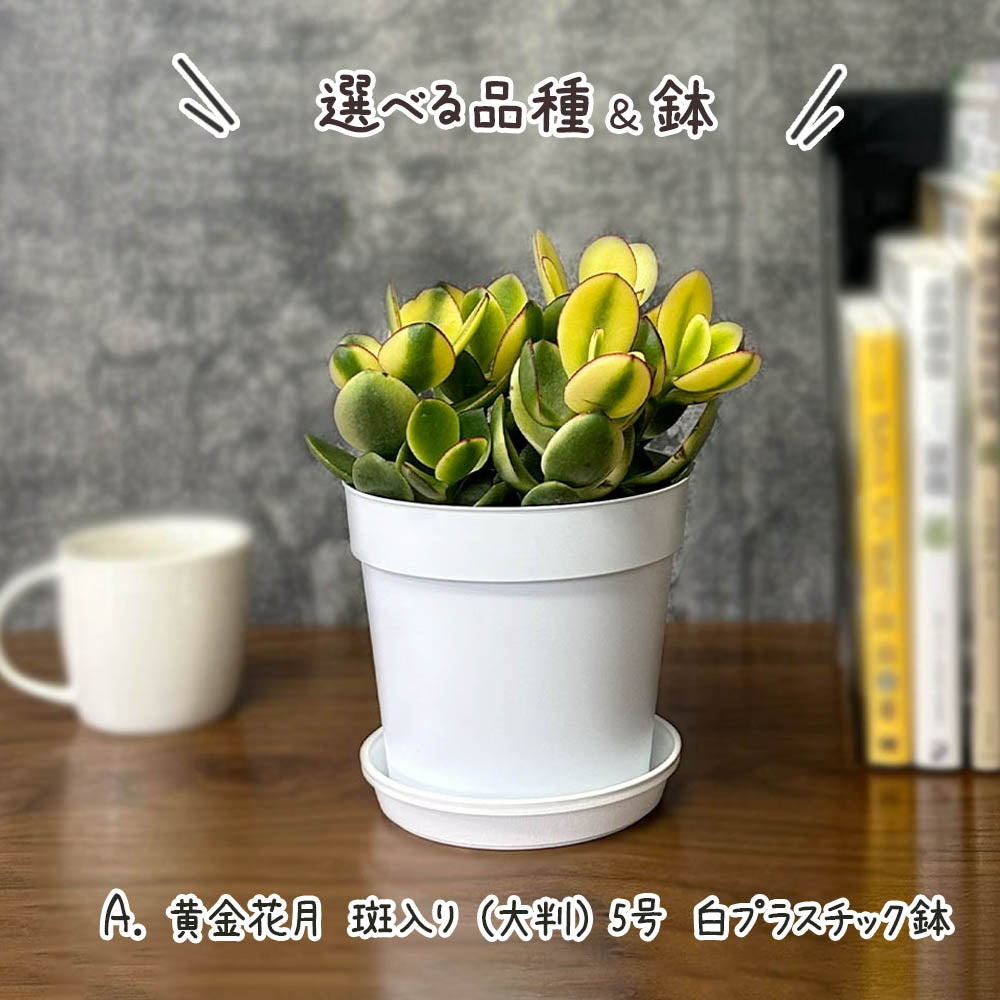 金のなる木（花月）鉢入り 楽天市場】金のなる木（花月） 茶色 モスポット トール ラウンド型