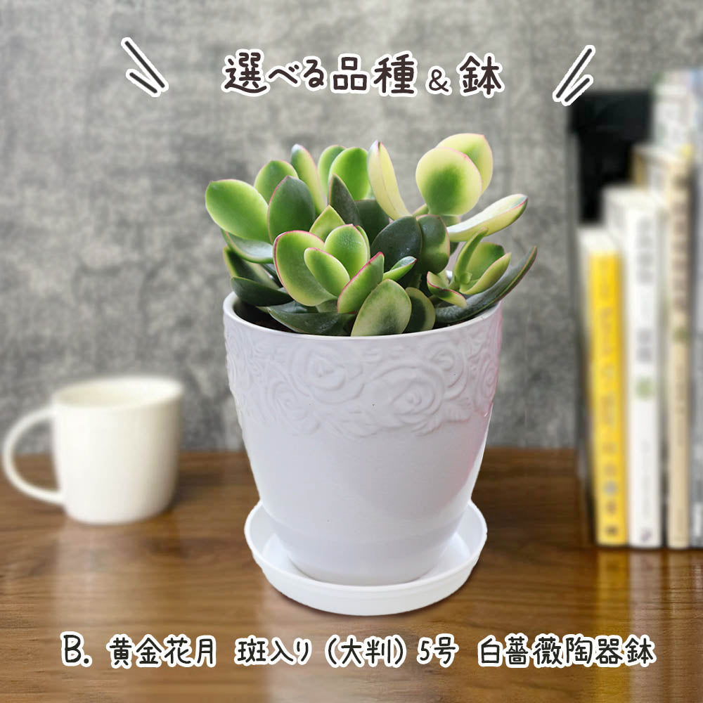 金のなる木 斑入り 選べるサイズ 4号 5号 選べる鉢 プラスチック鉢 陶器鉢 黄金花月 [白4白3]