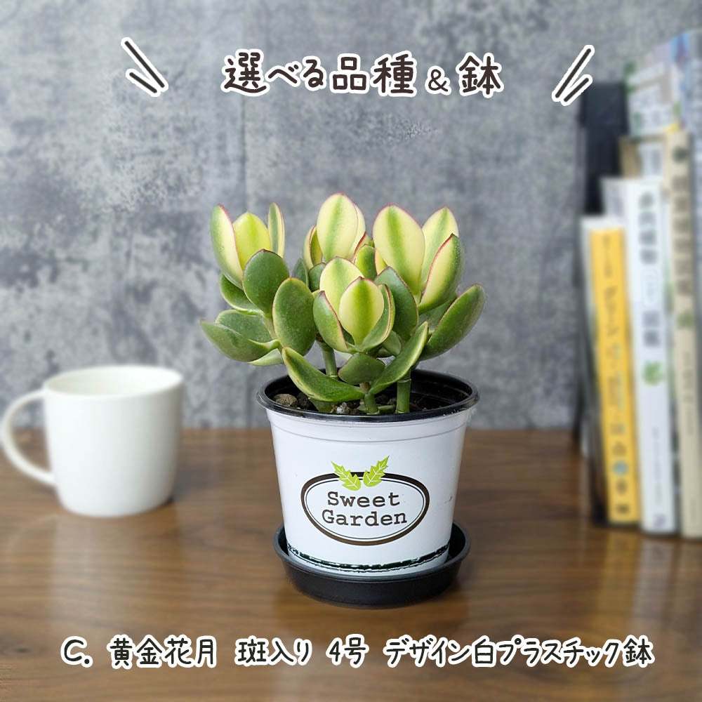 金のなる木 斑入り 選べるサイズ 4号 5号 選べる鉢 プラスチック鉢 陶器鉢 黄金花月 [白4白3]