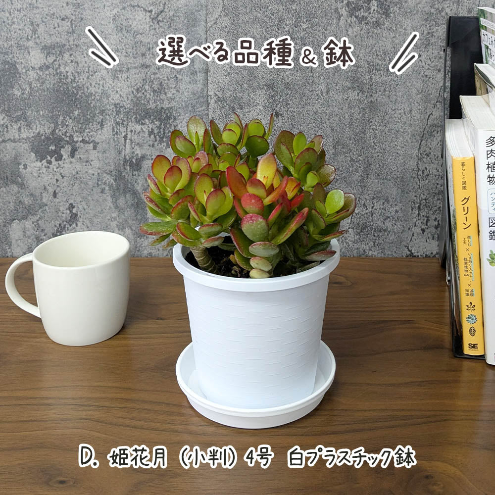 金のなる木 斑入り 選べるサイズ 4号 5号 選べる鉢 プラスチック鉢 陶器鉢 黄金花月 [白4白3]