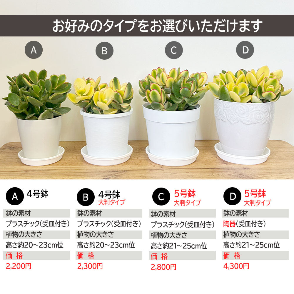 宝石のような観葉植物のお店 【Jewelry Plant】 金のなる木 斑入り 白プラスチック鉢 ４号 黄金花月 成金草 花月 多肉植物 –  Jewelry Plant online