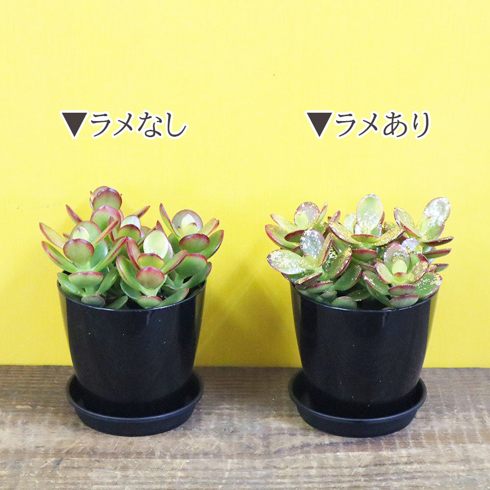 宝石のような観葉植物のお店 【Jewelry Plant】 金のなる木 黒プラ鉢