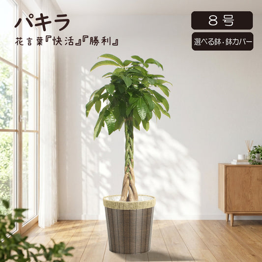 観葉植物 大型 パキラ 8号 選べる鉢 鉢カバー 送料無料