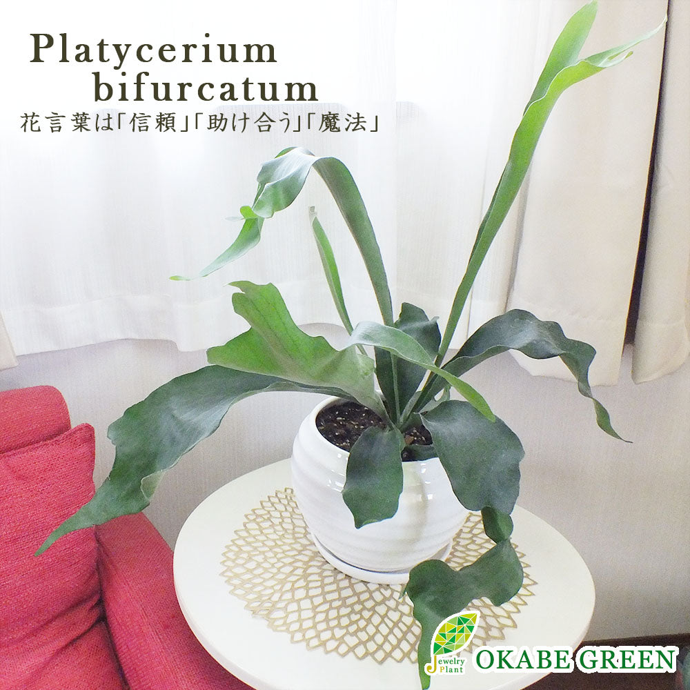 宝石のような観葉植物のお店 【Jewelry Plant】 コウモリラン