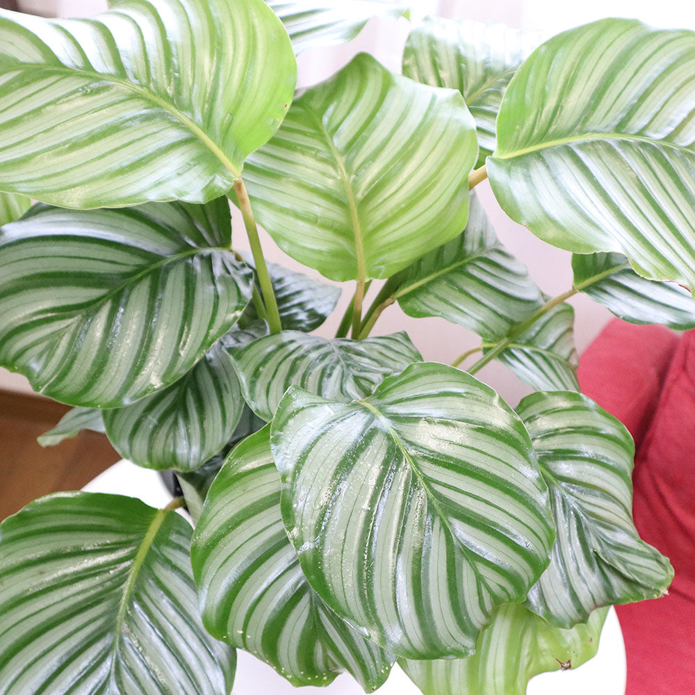 宝石のような観葉植物のお店 【Jewelry Plant】 カラテア オルビ