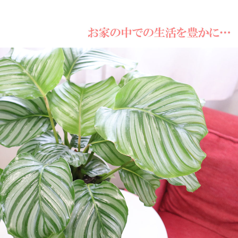 宝石のような観葉植物のお店 【Jewelry Plant】 カラテア オルビフォリア ７号 白プラスチック鉢 受皿付 – Jewelry Plant  online