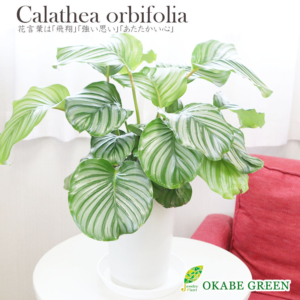 宝石のような観葉植物のお店 【Jewelry Plant】 カラテア オルビ 