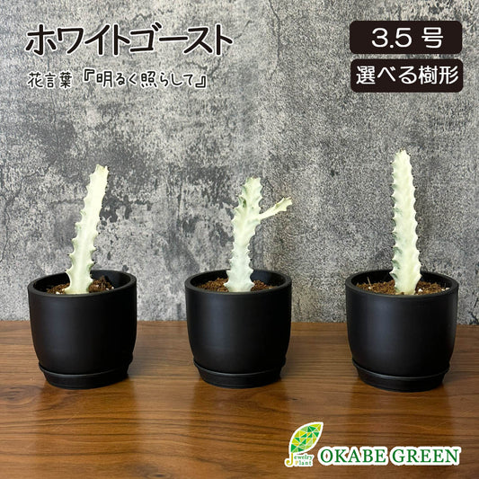 ユーフォルビア ラクテア ホワイトゴースト 3.5号 選べる樹形 現品 黒ポット 選べる樹形 送料別