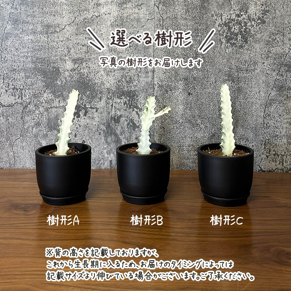 宝石のような観葉植物のお店 【Jewelry Plant】 カラテア ノーザン 