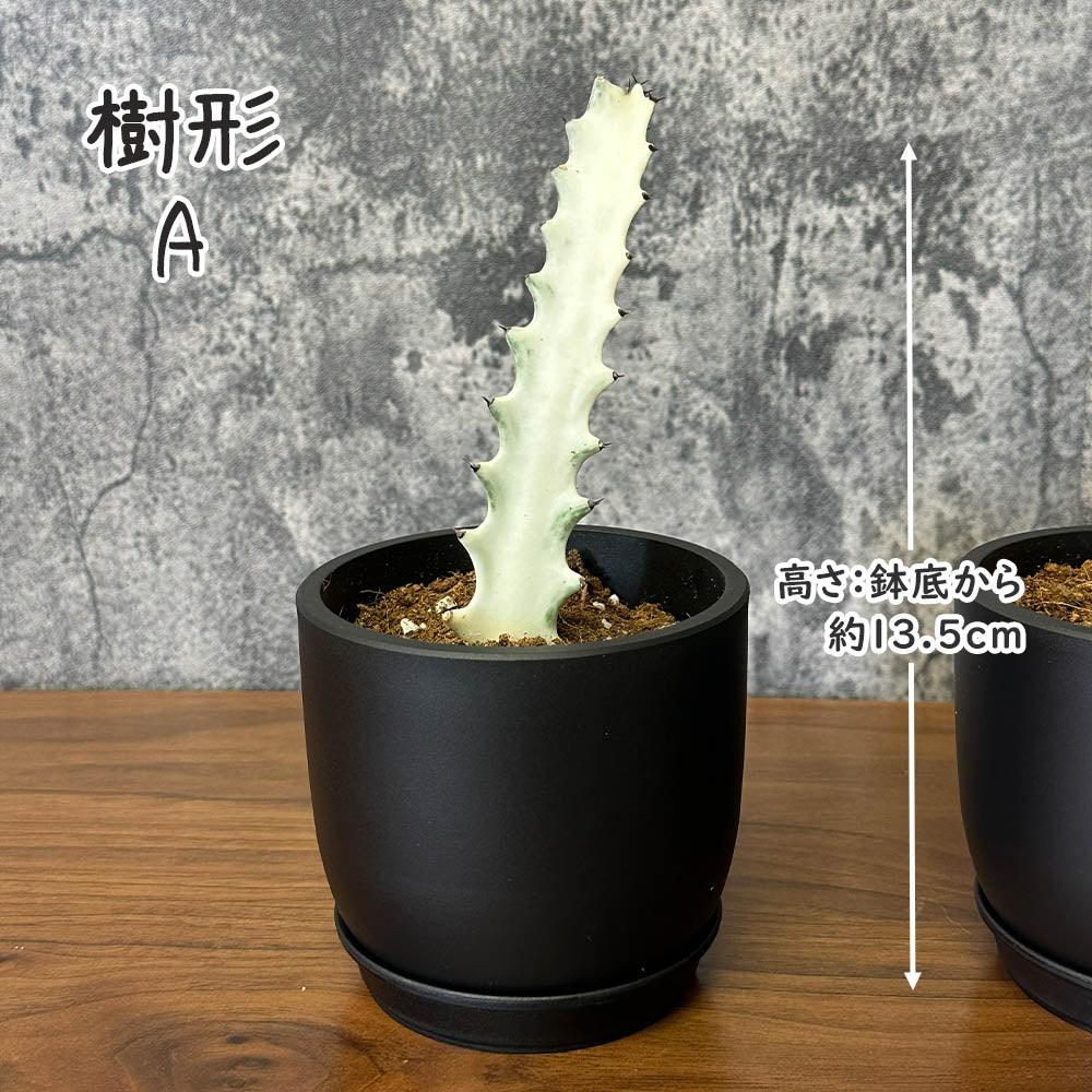 ユーフォルビア ラクテア ホワイトゴースト 3.5号 選べる樹形 現品 黒ポット 選べる樹形 送料別