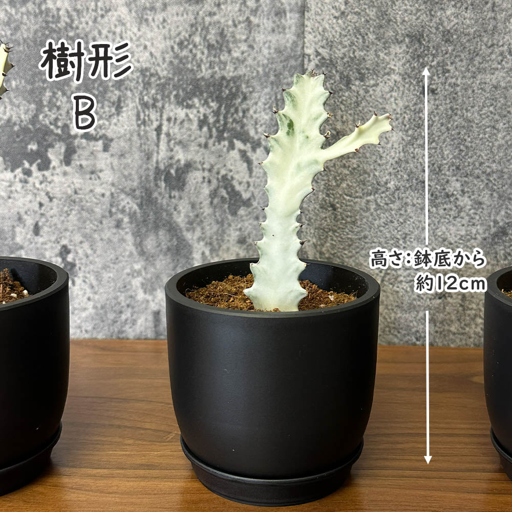 ユーフォルビア ラクテア ホワイトゴースト 3.5号 選べる樹形 現品 黒ポット 選べる樹形 送料別