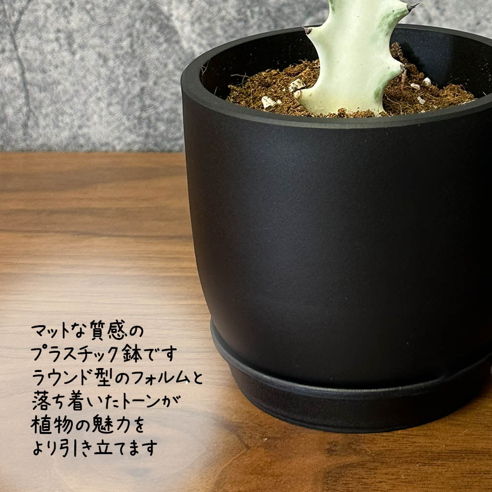 ユーフォルビア ラクテア ホワイトゴースト 3.5号 選べる樹形 現品 黒ポット 選べる樹形 送料別