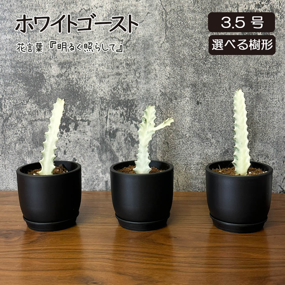 宝石のような観葉植物のお店 【Jewelry Plant】 カラテア ノーザン 