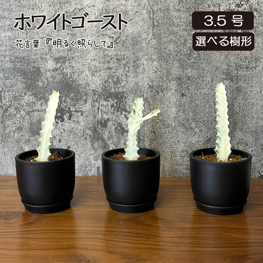 ユーフォルビア ラクテア ホワイトゴースト 3.5号 選べる樹形 現品 黒ポット 選べる樹形 送料無料