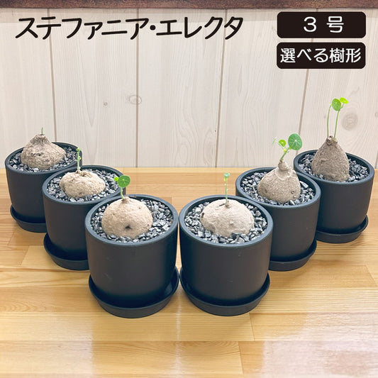 【希少品種】 観葉植物 ステファニア エレクタ 選べる樹形 【現品】 3号 黒ポット鉢 送料無料 [黒2]