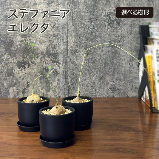 【希少品種】 観葉植物 ステファニア エレクタ 選べる樹形 【現品】 3号 黒ポット鉢 送料別 [黒2]