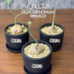 【希少品種】 観葉植物 ステファニア エレクタ 選べる樹形 【現品】 3号 黒ポット鉢 送料別 [黒2]
