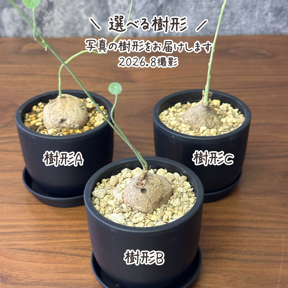 【希少品種】 観葉植物 ステファニア エレクタ 選べる樹形 【現品】 3号 黒ポット鉢 送料別 [黒2]