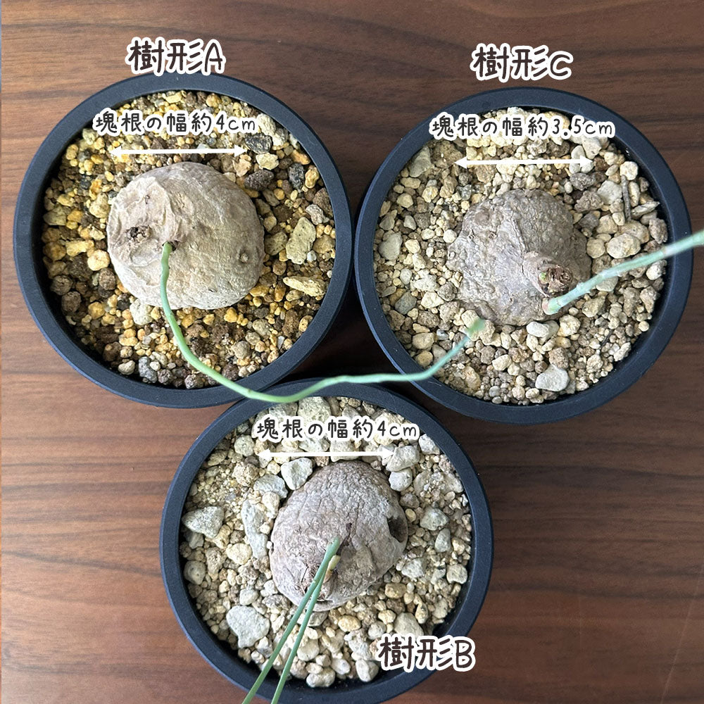 【希少品種】 観葉植物 ステファニア エレクタ 選べる樹形 【現品】 3号 黒ポット鉢 送料別 [黒2]