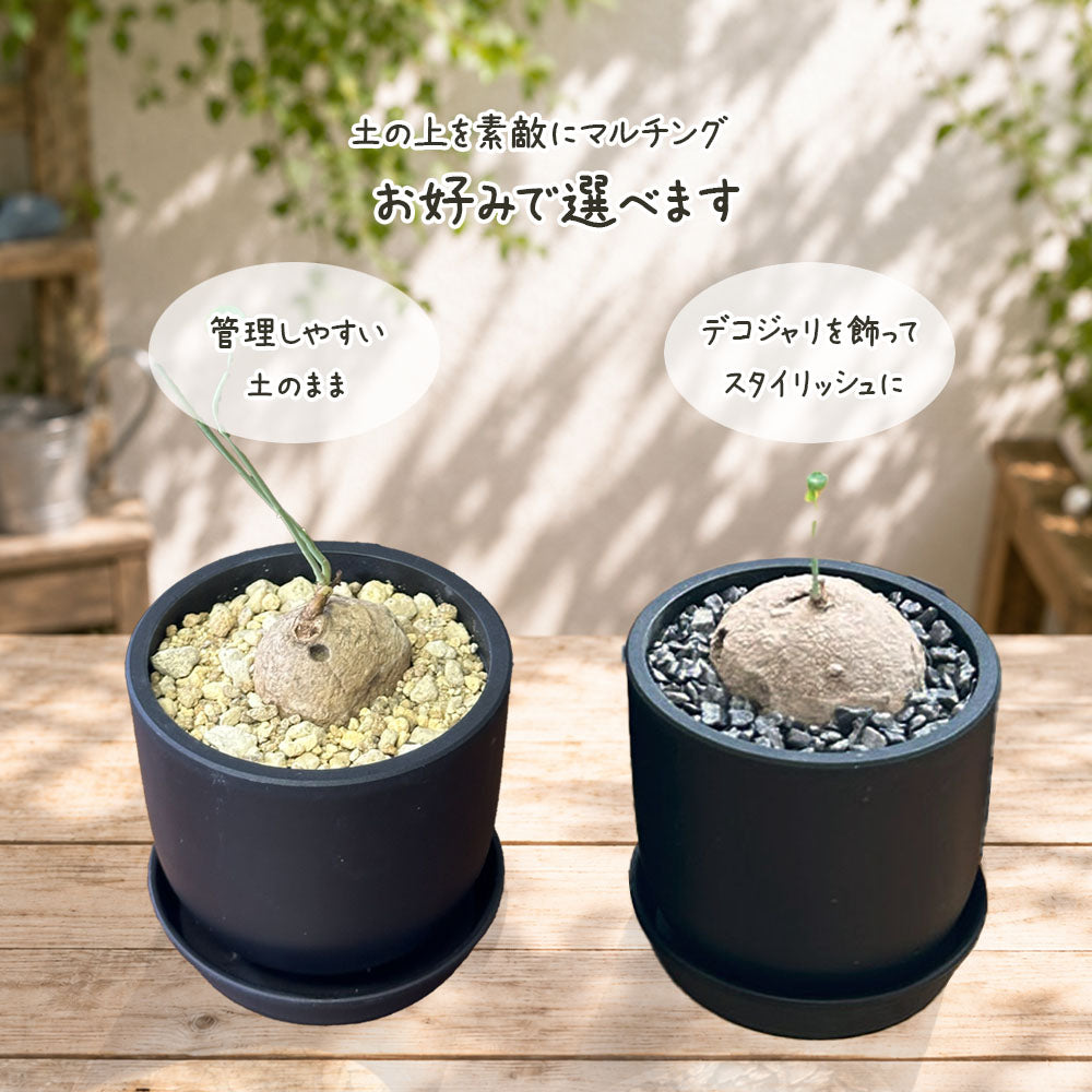 【希少品種】 観葉植物 ステファニア エレクタ 選べる樹形 【現品】 3号 黒ポット鉢 送料別 [黒2]