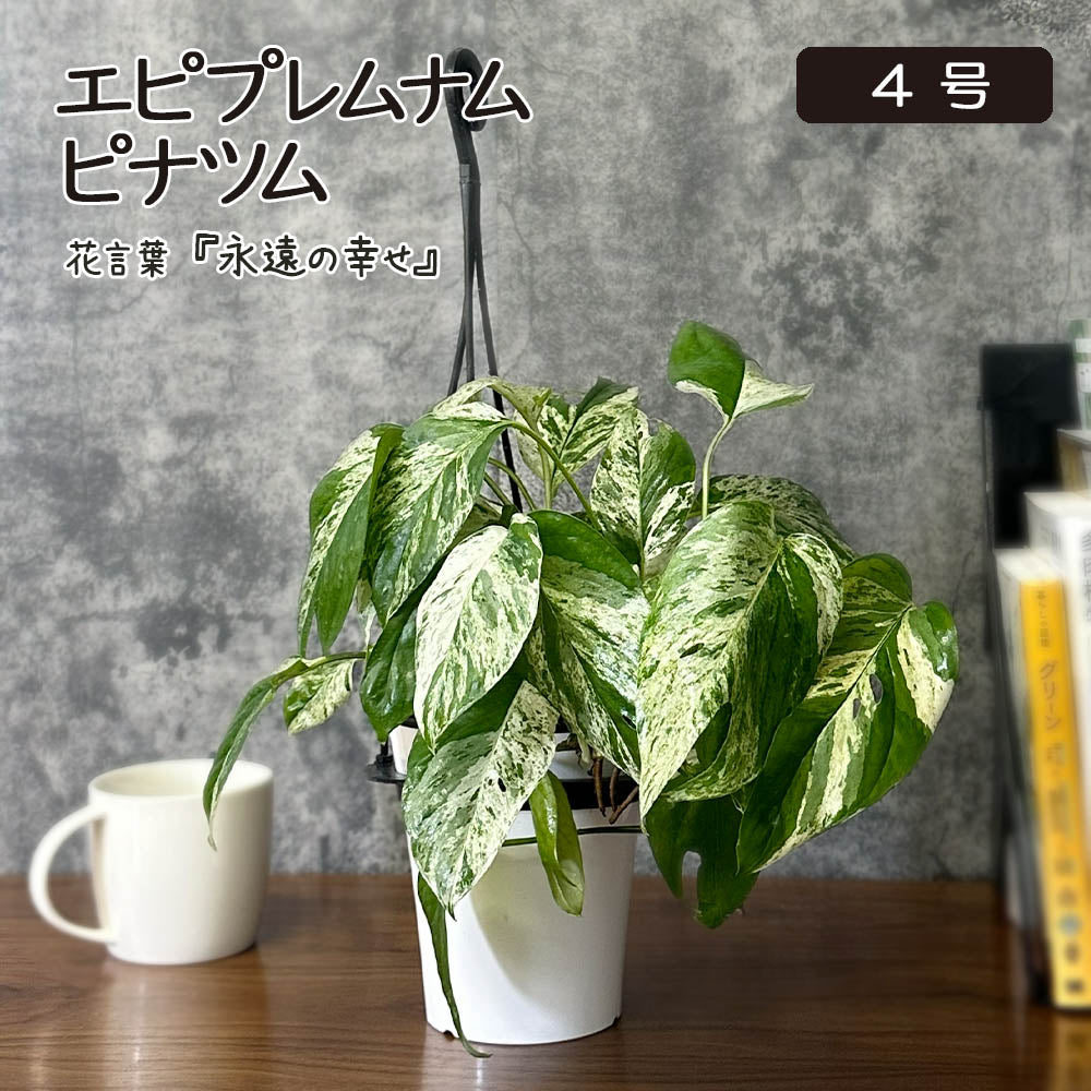 希少品種 エピプレムナム ピナツム マーブル 4号 プラスチック鉢 吊り棒付き ラフィドフォラ ハブカズラ 斑入り 送料別