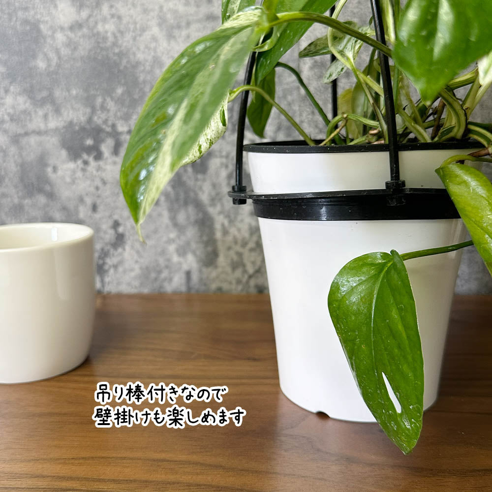 希少品種 エピプレムナム ピナツム マーブル 4号 プラスチック鉢 吊り棒付き ラフィドフォラ ハブカズラ 斑入り 送料別
