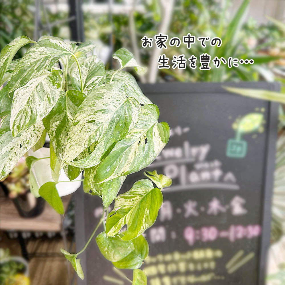 希少品種 エピプレムナム ピナツム マーブル 4号 プラスチック鉢 吊り棒付き ラフィドフォラ ハブカズラ 斑入り 送料別
