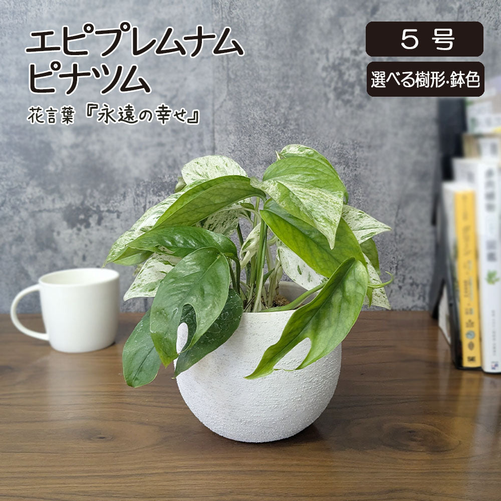 【希少品種】 エピプレムナム ピナツム マーブル 【選べる樹形】 5号 丸陶器鉢 送料別