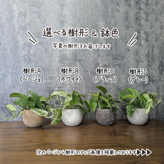 【希少品種】 エピプレムナム ピナツム マーブル 【選べる樹形】 5号 丸陶器鉢  送料別