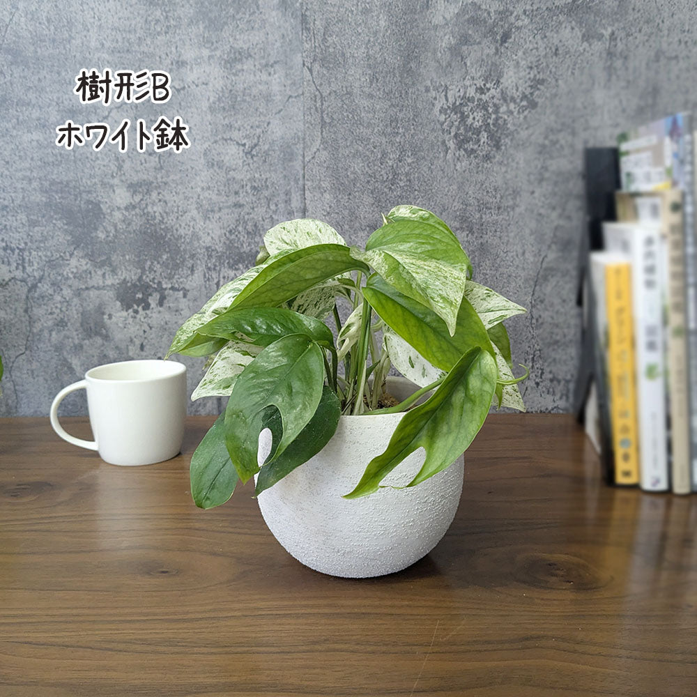 【希少品種】 エピプレムナム ピナツム マーブル 【選べる樹形】 5号 丸陶器鉢 送料別