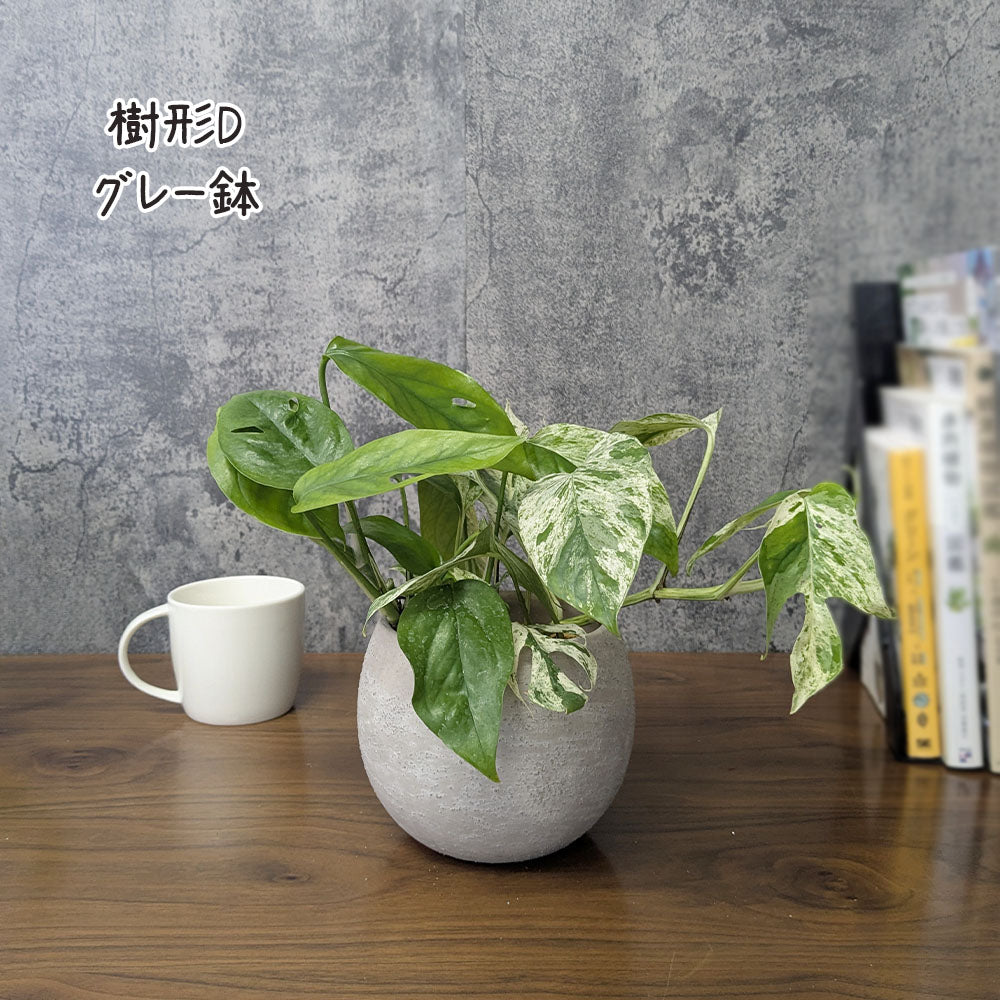 【希少品種】 エピプレムナム ピナツム マーブル 【選べる樹形】 5号 丸陶器鉢 送料別