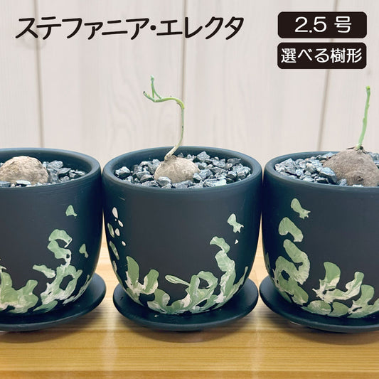 ステファニア エレクタ 選べる樹形 現品 3号 デザイン黒陶器鉢 塊根植物 送料無料