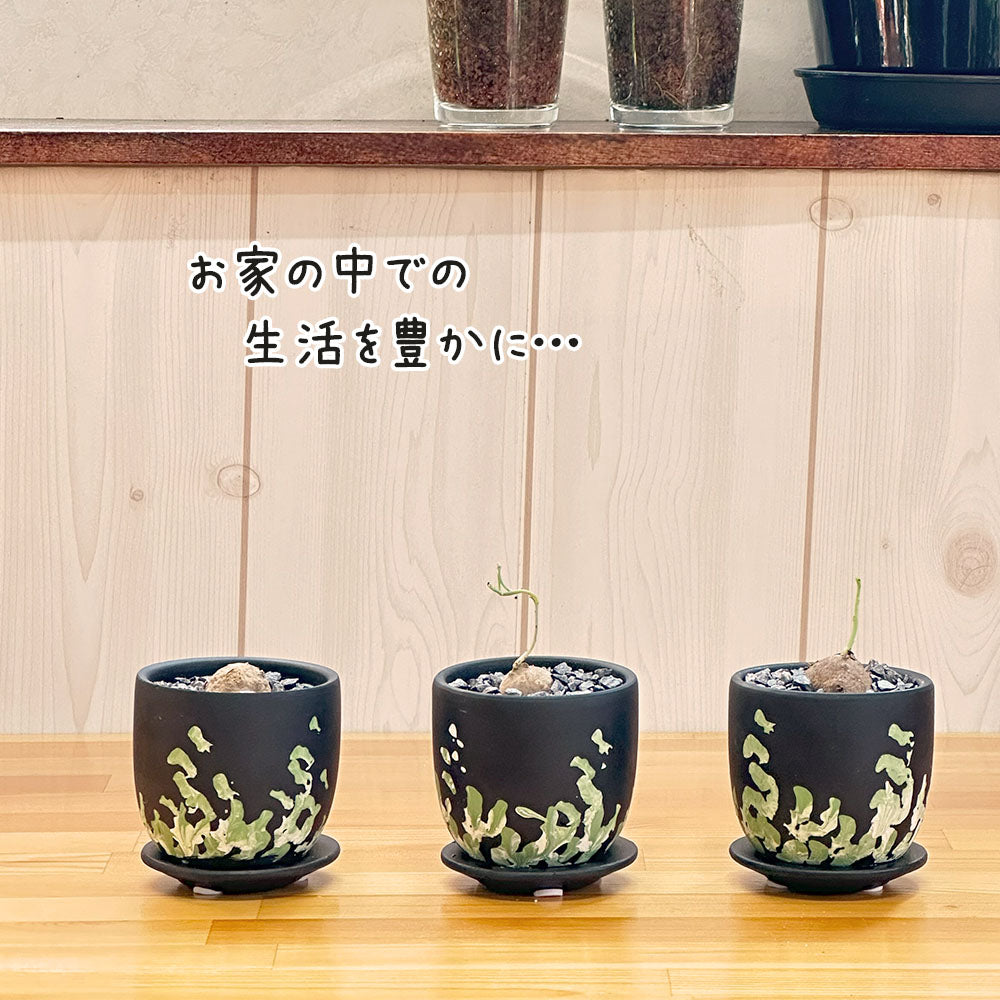 ステファニア エレクタ 選べる樹形 現品 3号 デザイン黒陶器鉢 塊根植物 送料無料