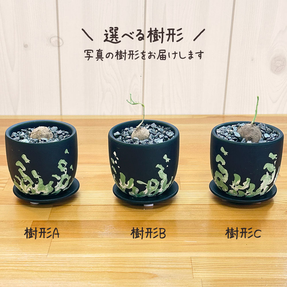 ステファニア エレクタ 選べる樹形 現品 3号 デザイン黒陶器鉢 塊根植物 送料無料