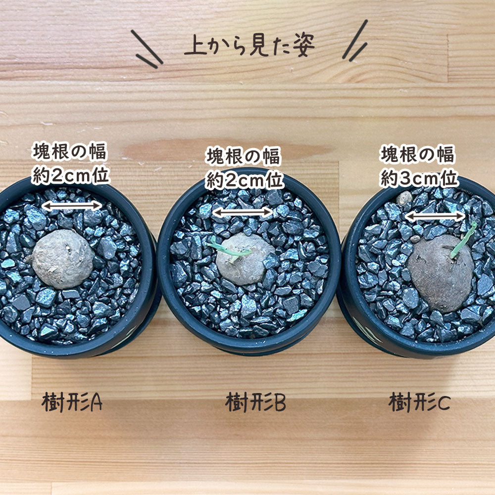 ステファニア エレクタ 選べる樹形 現品 3号 デザイン黒陶器鉢 塊根植物 送料無料