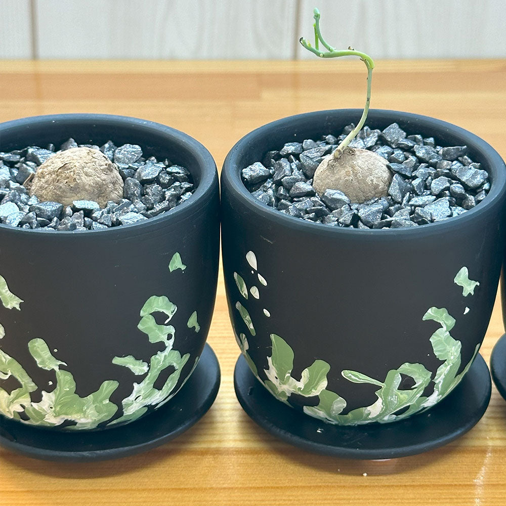 ステファニア エレクタ 選べる樹形 現品 3号 デザイン黒陶器鉢 塊根植物 送料無料