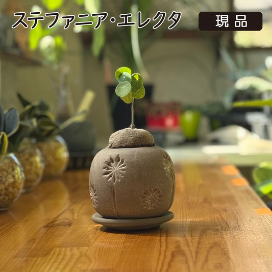 ステファニア エレクタ 選べる樹形 現品 ミニ デザイン陶器鉢 塊根植物 送料無料