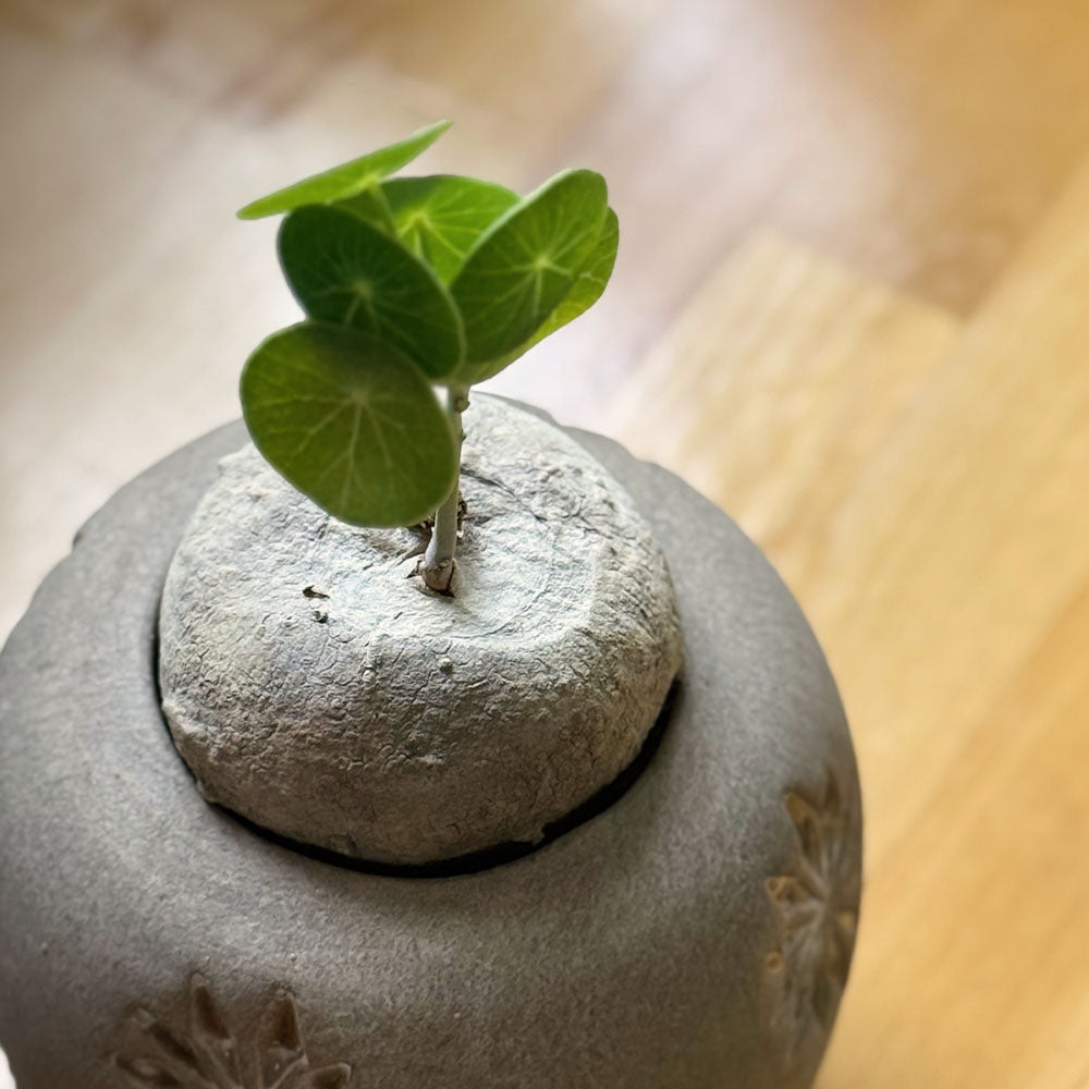 ステファニア エレクタ 選べる樹形 現品 ミニ デザイン陶器鉢 塊根植物 送料無料