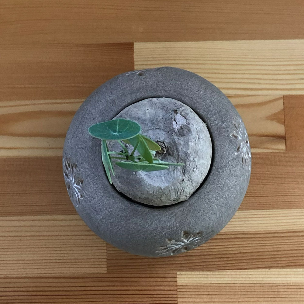 ステファニア エレクタ 選べる樹形 現品 ミニ デザイン陶器鉢 塊根植物 送料無料