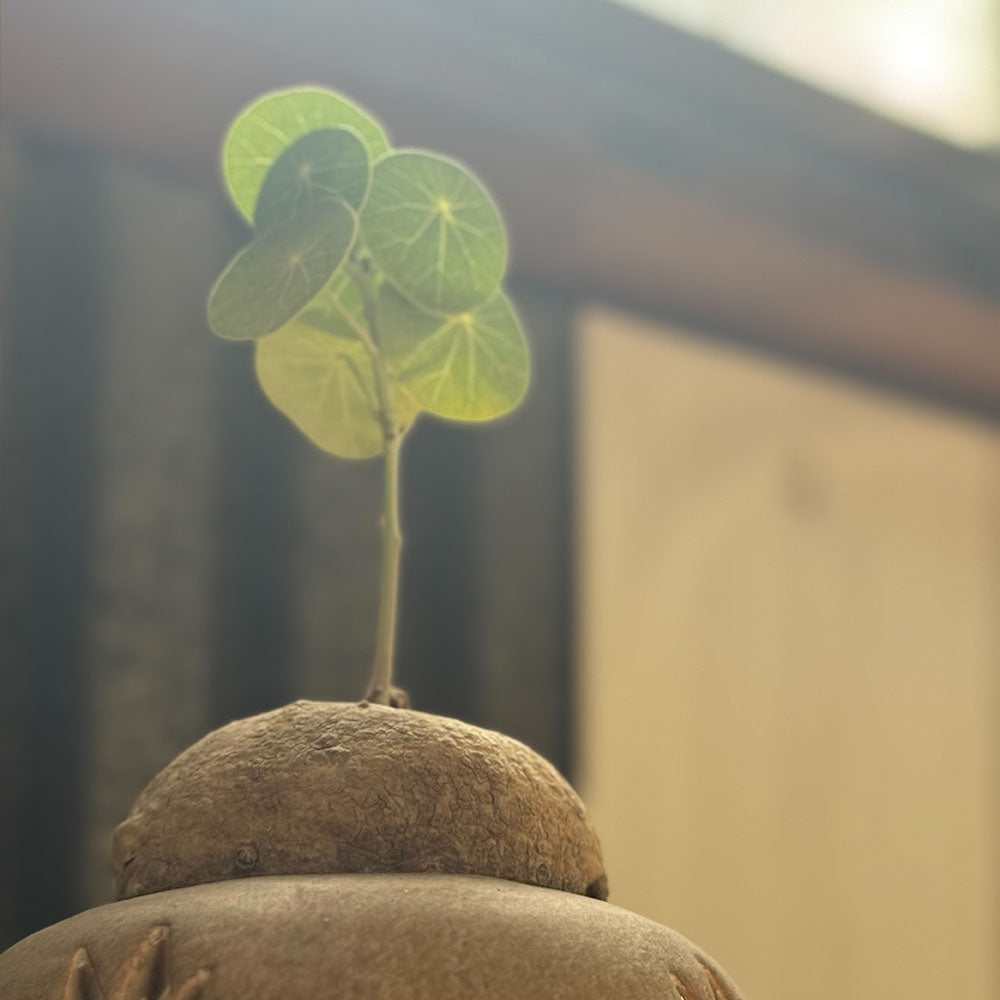 ステファニア エレクタ 選べる樹形 現品 ミニ デザイン陶器鉢 塊根植物 送料無料