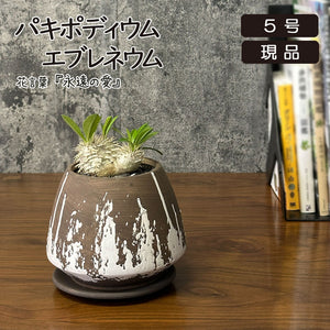 宝石のような観葉植物のお店 【Jewelry Plant】 カラテア クテナンテ