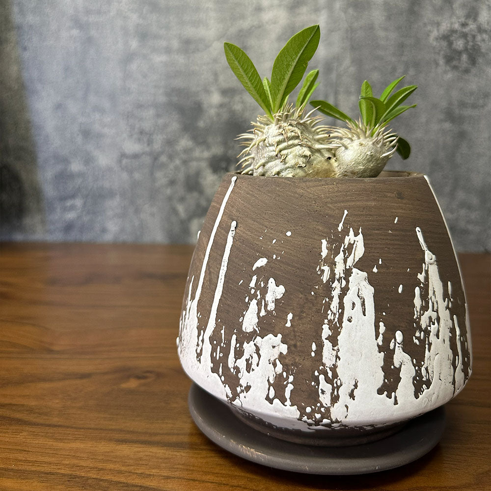 希少品種  塊根植物 パキポディウム エブレネウム 5号 現品 送料別